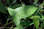 Halberdleaf tearthumb